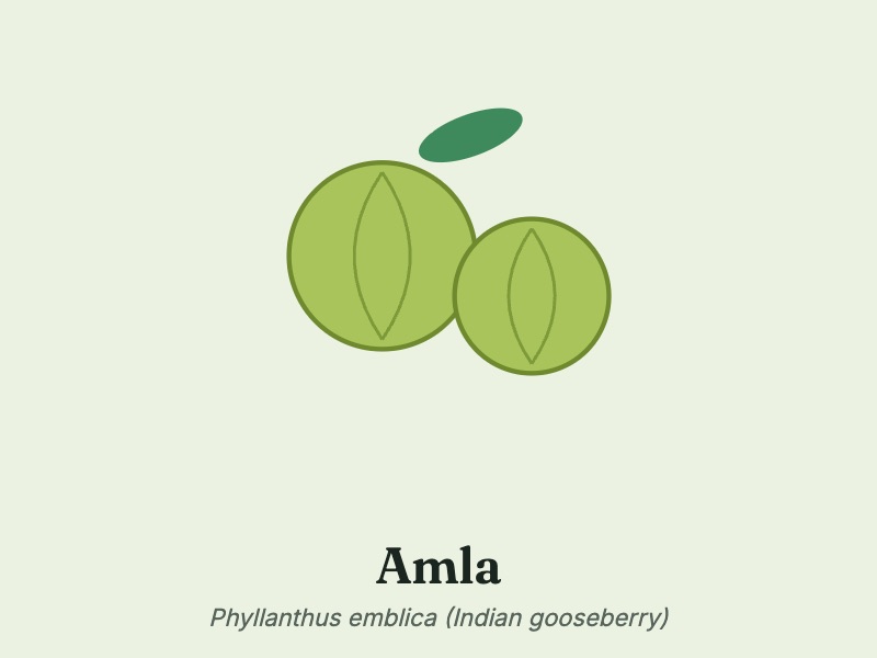 Amla fruit, also called Indian gooseberry, listed in Mitolyn