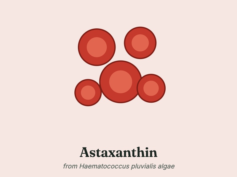 Haematococcus pluvialis algae, the astaxanthin source listed for Mitolyn