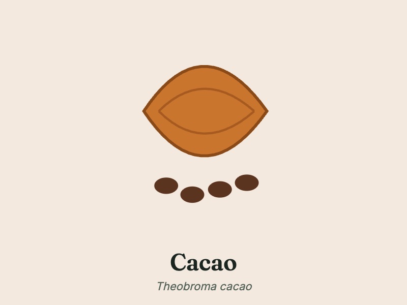 Cacao pods and beans, Theobroma cacao, listed in Mitolyn