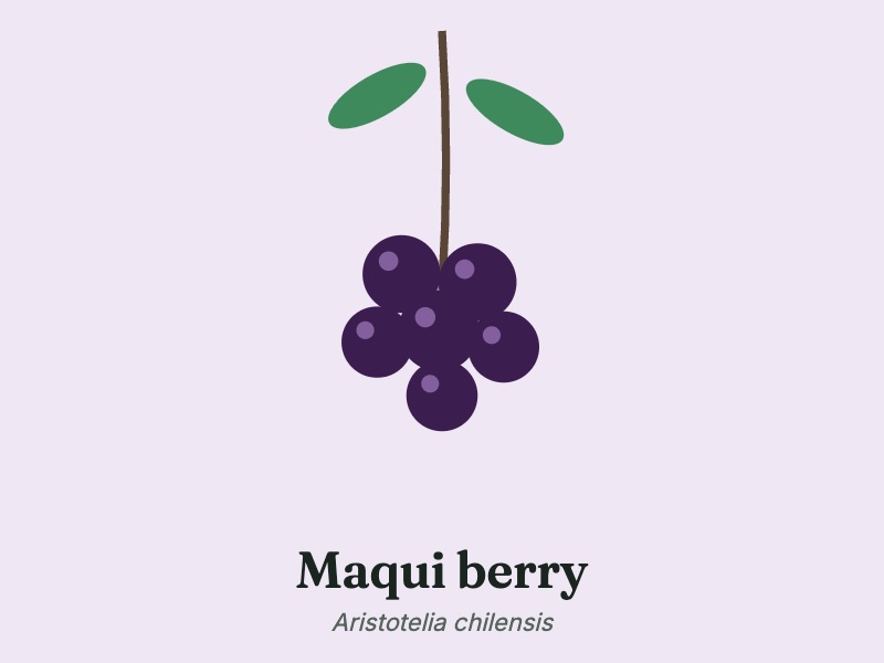 Maqui berry, one of six ingredients listed for Mitolyn
