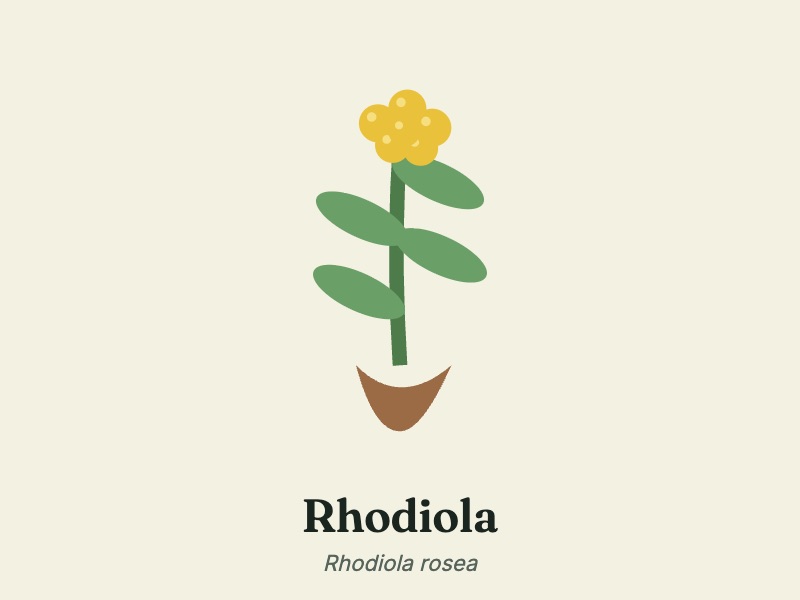 Rhodiola root, one of six ingredients listed for Mitolyn